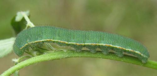 Réf. 307 707 : Colias hyale